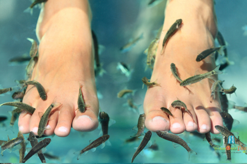 Apró halak szájában lábunk egészségének kulcsa?